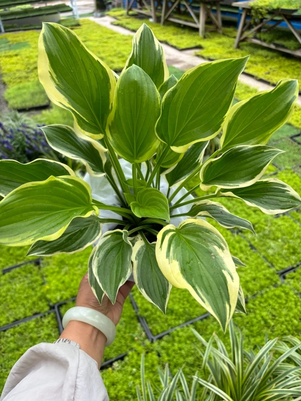 耐荫花镜植物金边玉簪多头花镜植物耐寒耐热耐阴多年生宿根玉簪花