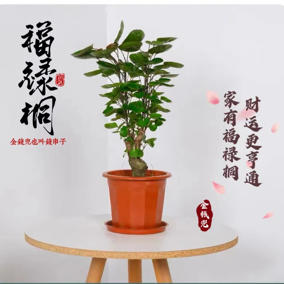 大型绿植金钱兜福禄桐盆栽发财树盆景金钱树圆叶钱串子绿植四季青