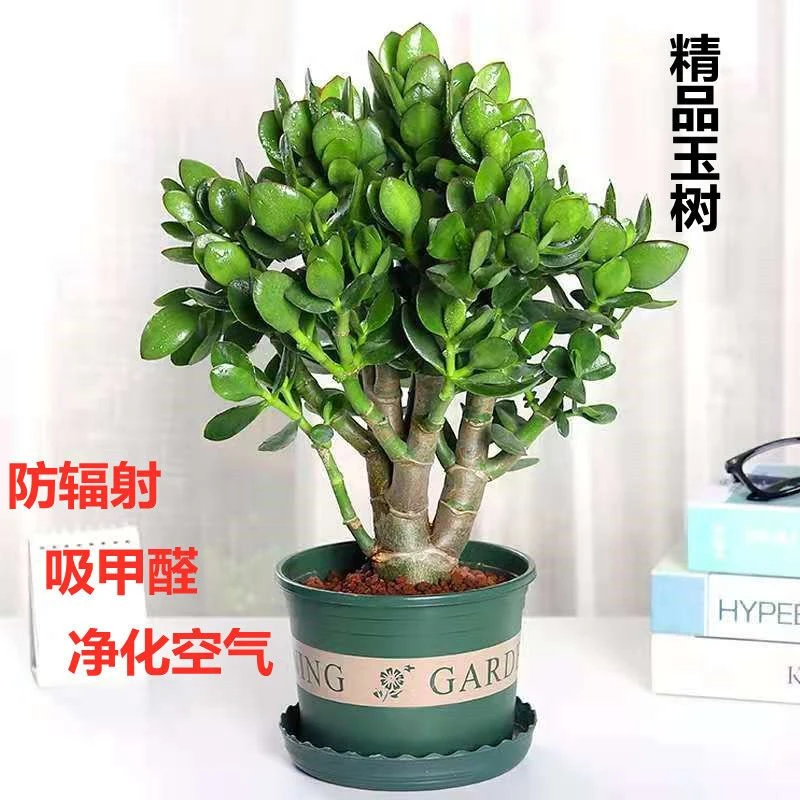 玉树盆栽老桩大叶开花耐旱办公室内阳台客厅好养发货易活鲜活