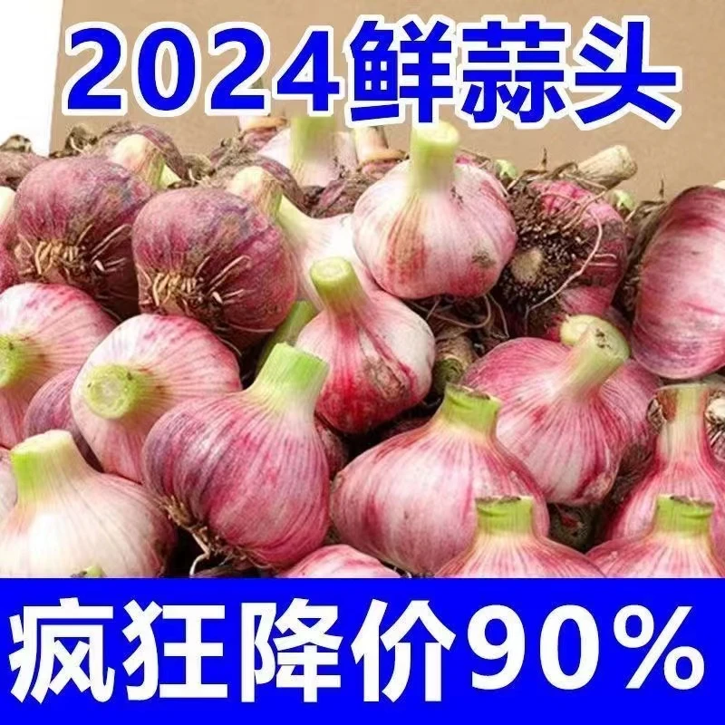2024新蒜河南紫皮大蒜头红皮香蒜多瓣蒜泡蒜批发湿蒜鲜蒜
