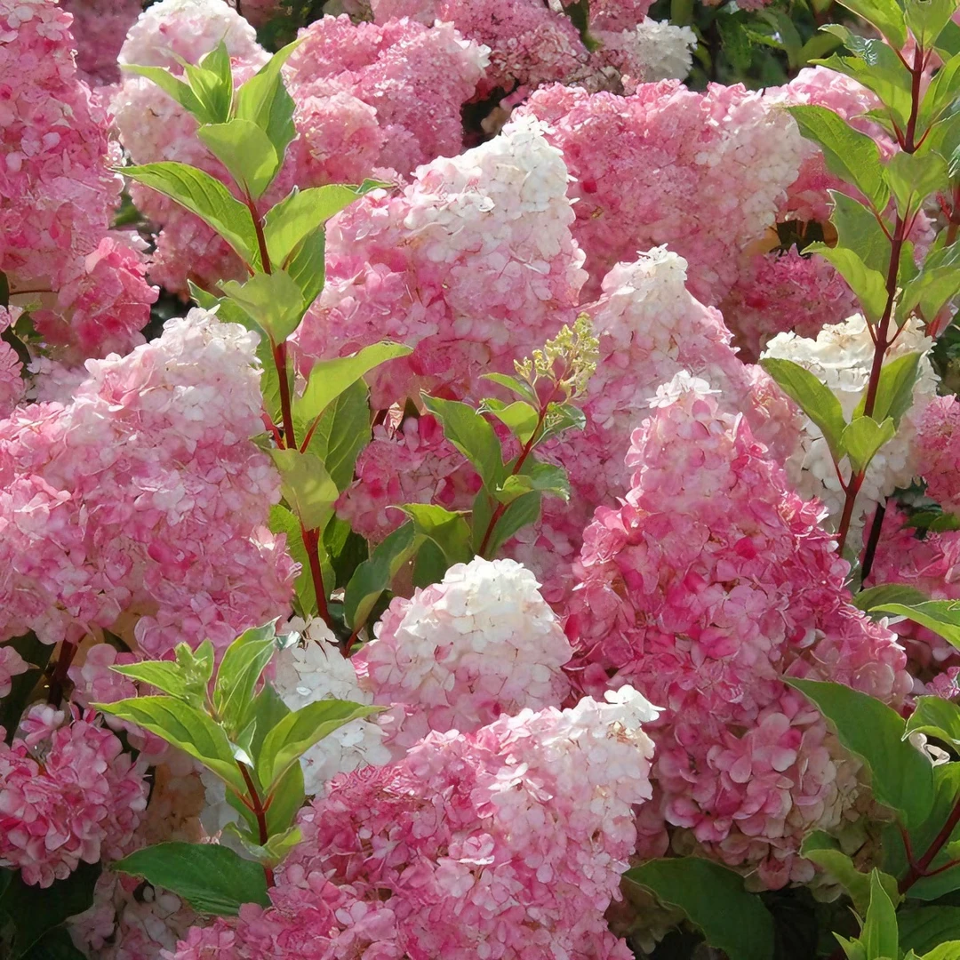 五加仑圆锥木绣球原盆原土发货（已发货不支持拒签和仅退款）