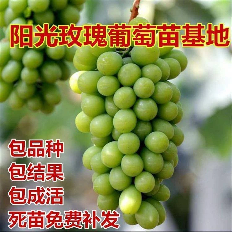 盆栽，地栽阳光玫瑰葡萄树苗，适合南北方种植