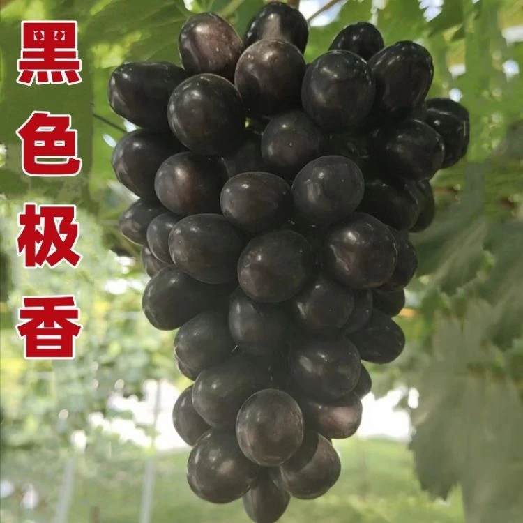 盆栽，地栽黑色极香葡萄树苗，适合南北方种植