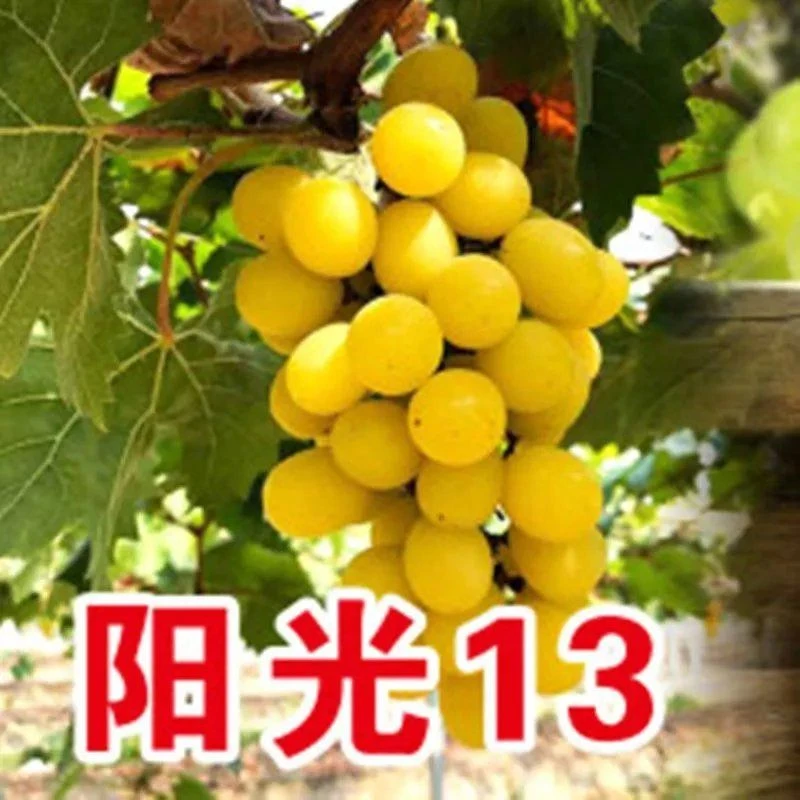 新品种阳光十三葡萄树苗，盆栽，地栽，适合南北方种植