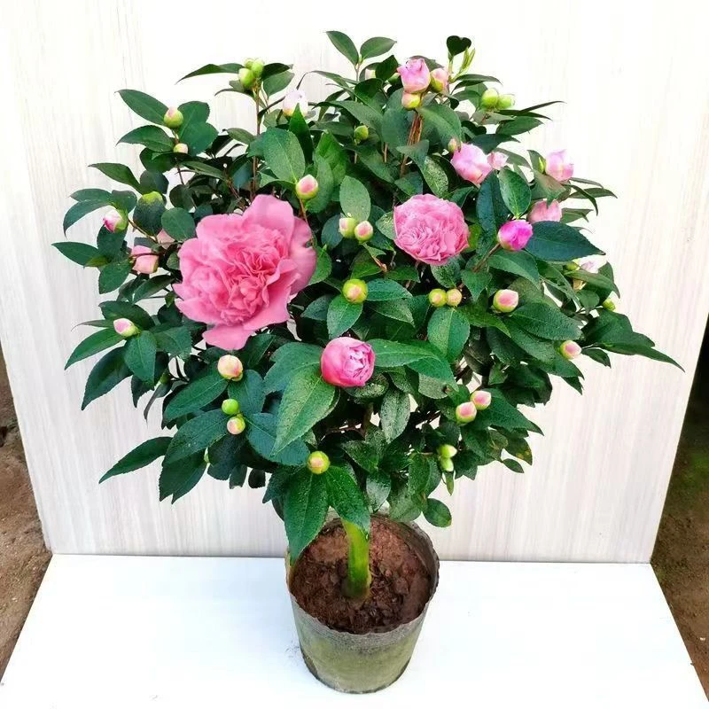 香妃香茶花开花重瓣大花浓香