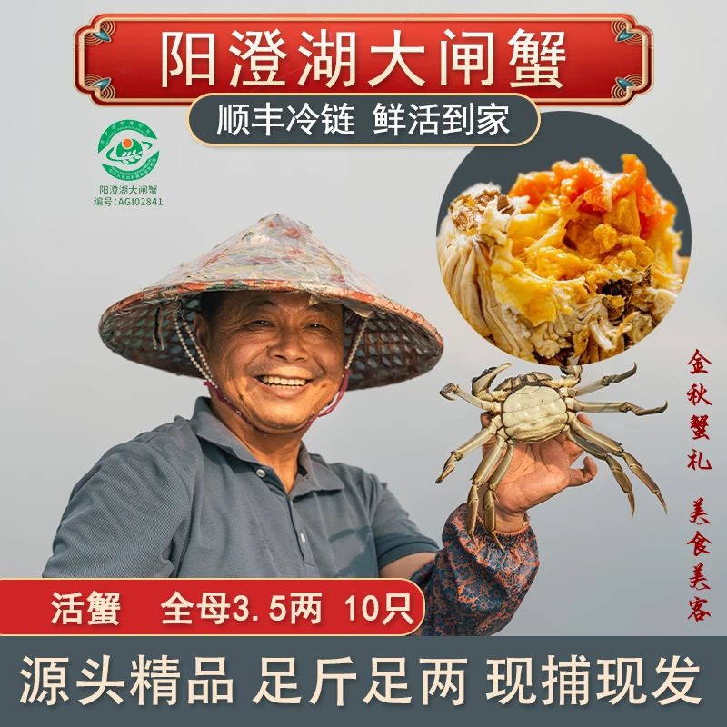【活蟹】阳澄湖大闸蟹 老龚家全母蟹3.5两 10只 塘养