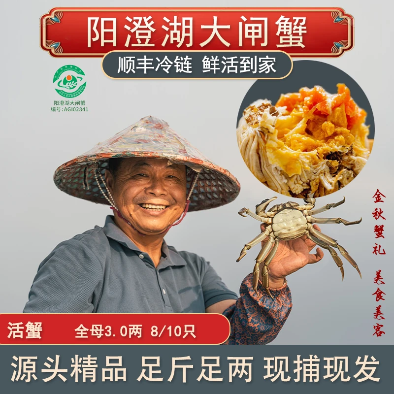 【活蟹】尝鲜款 阳澄湖大闸蟹老龚家 全母蟹3两 8只/10只 塘养
