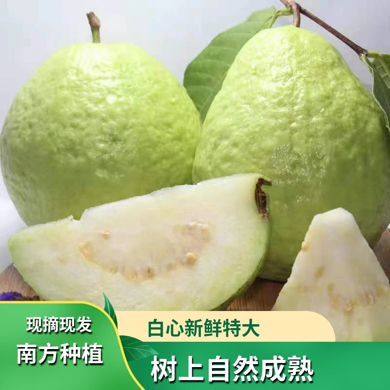 白心芭乐多汁当季清脆甜食用当天采摘水果脆甜新鲜低糖果好吃口感