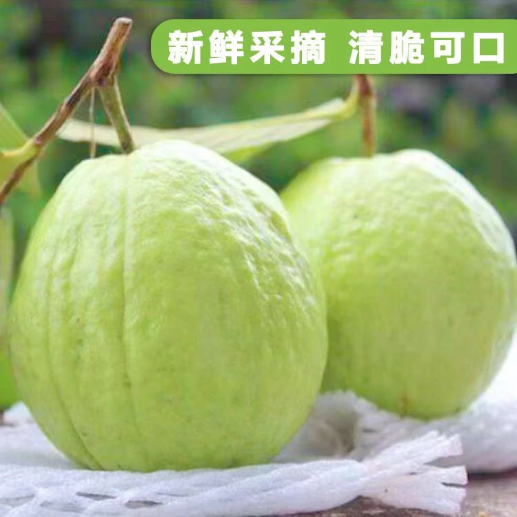 广西包赔白心番石榴新鲜脆甜台湾珍珠包赔南沙番石榴热带水果包邮