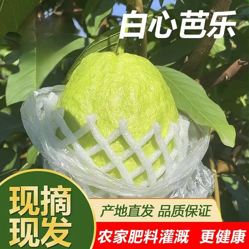 新鲜番石榴白心广西低脂多汁香甜新鲜老树现摘现发脆清甜采摘低糖