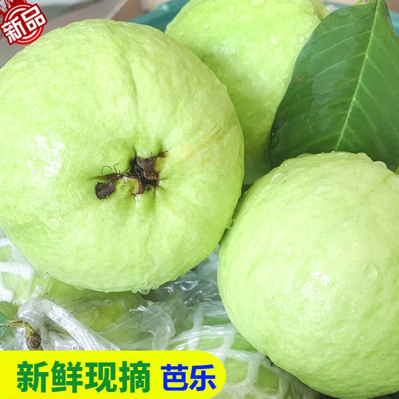 常温发货产品正宗广西玉林好吃新鲜水果白心番石榴脆甜香坏果包赔