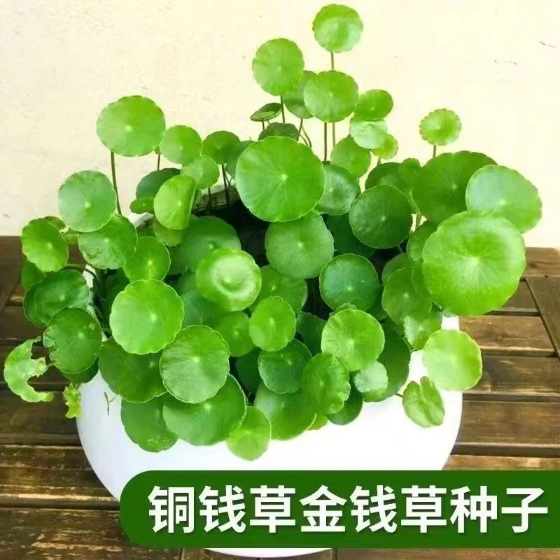 四季铜钱草养种子盆栽室内趣味心型金钱草籽绿植金种子园艺观赏