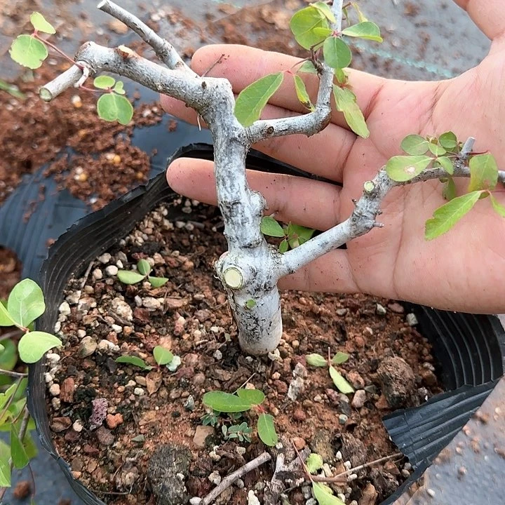 奥比克橄榄 多肉植物