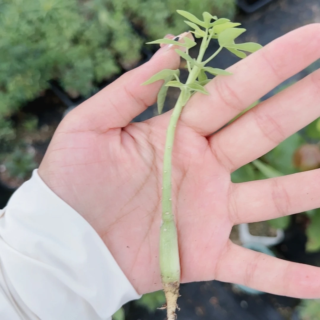 多肉植物毒腺蔓实生