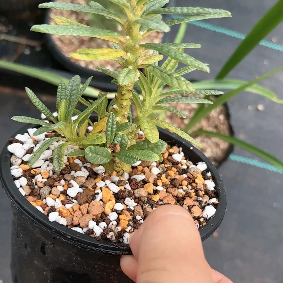 龍*象足漆树➕泡泡叶 多肉植物