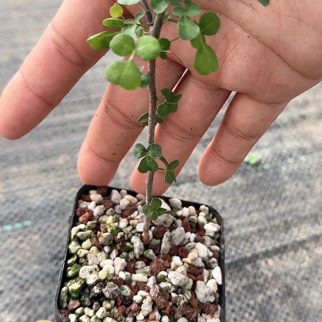 阿曼佛里西多肉植物