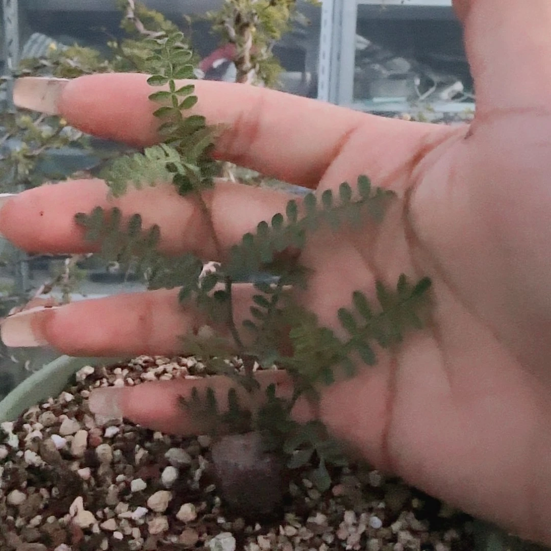 多肉植物织冠漆树根插