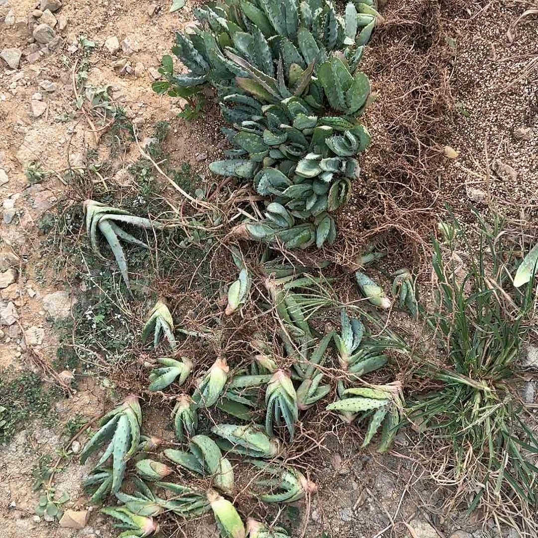 好望角芦荟 图片全部