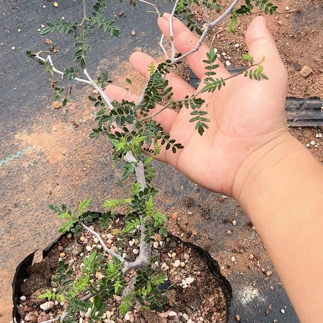 滔天橄榄 多肉植物 实生