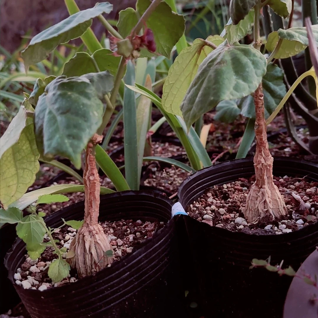 多肉植物龟甲罗摩俩颗80