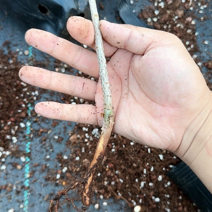 怀特橄榄 多肉植物
