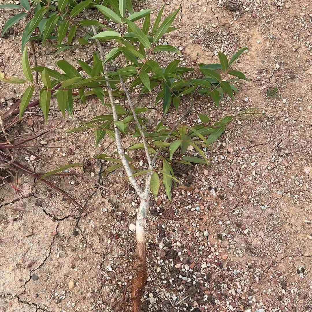 麻氏橄榄 多肉植物