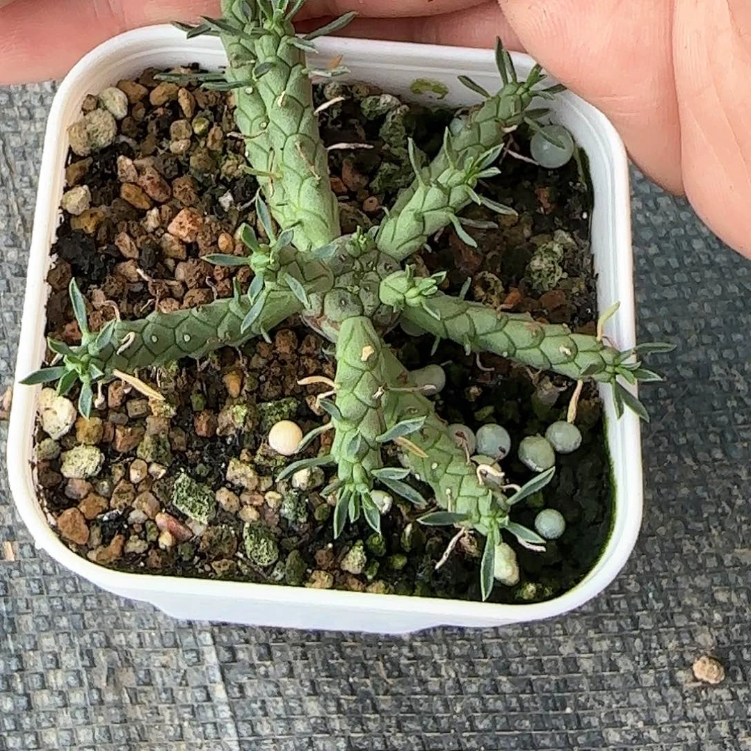 美杜莎大戟 多肉植物