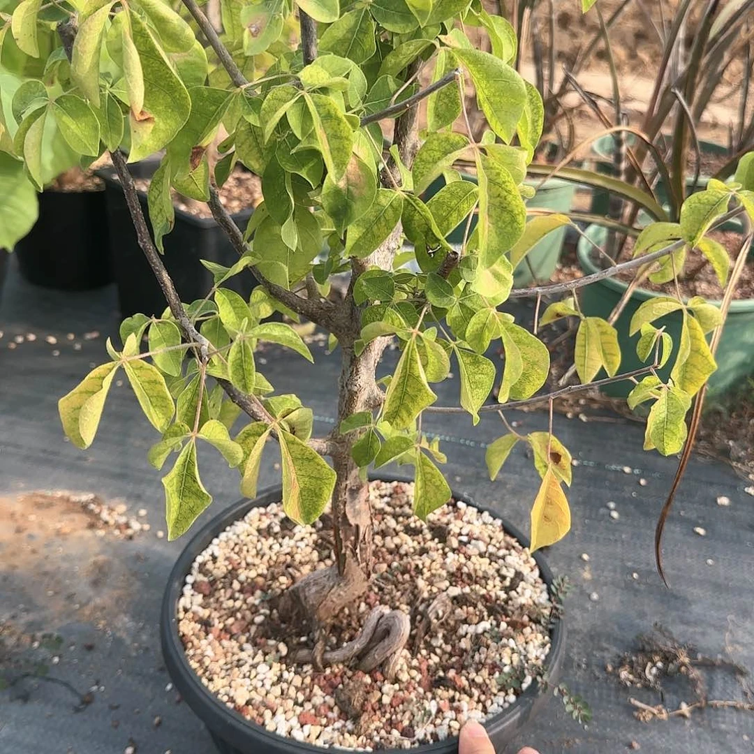 扭矩橄榄 多肉植物