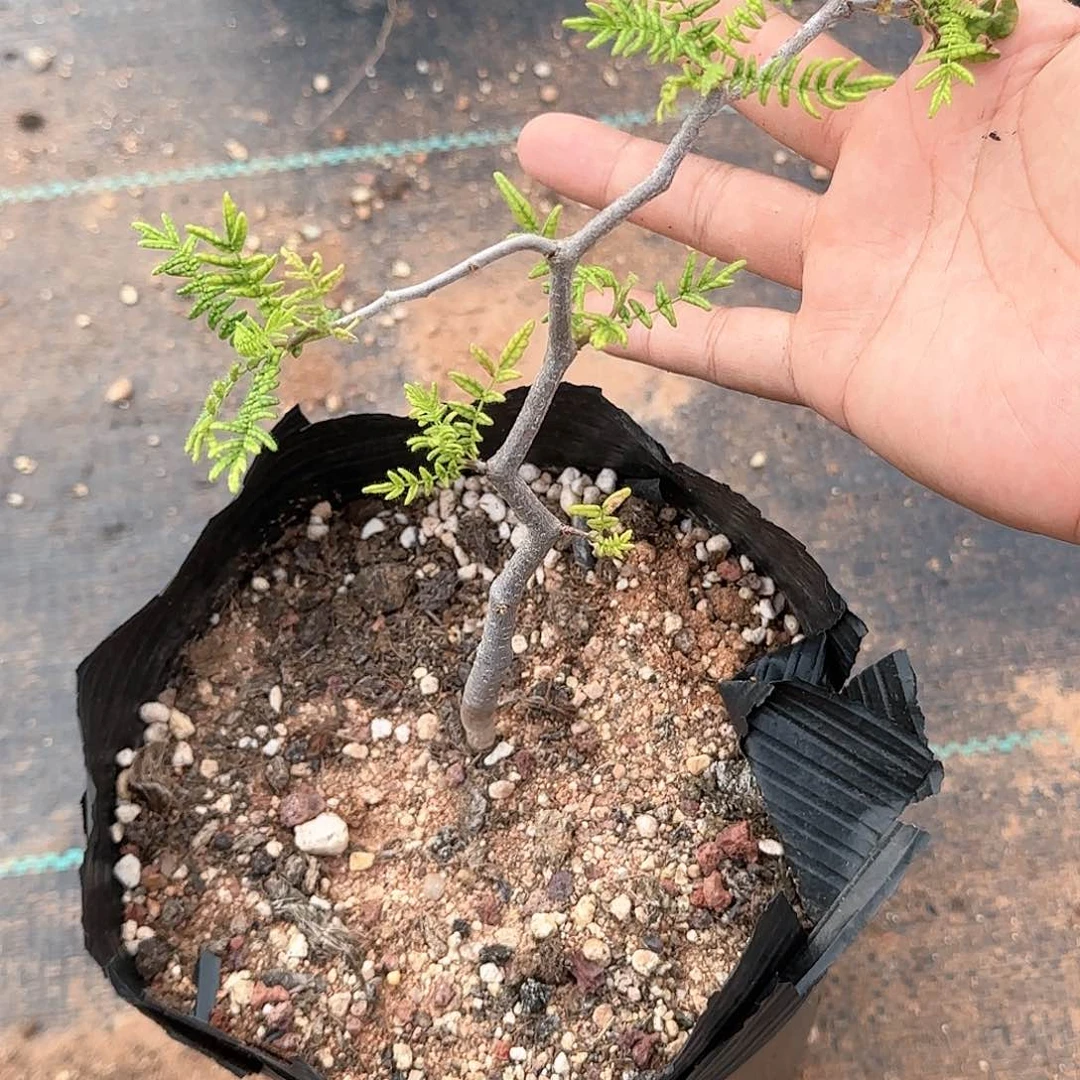 滔天橄榄 多肉植物 实生