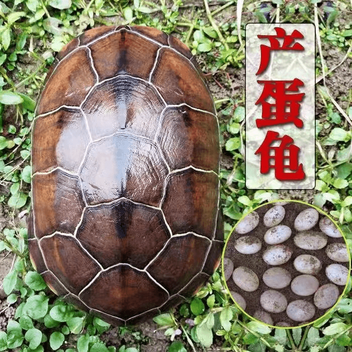 草龟家养好养草龟草龟