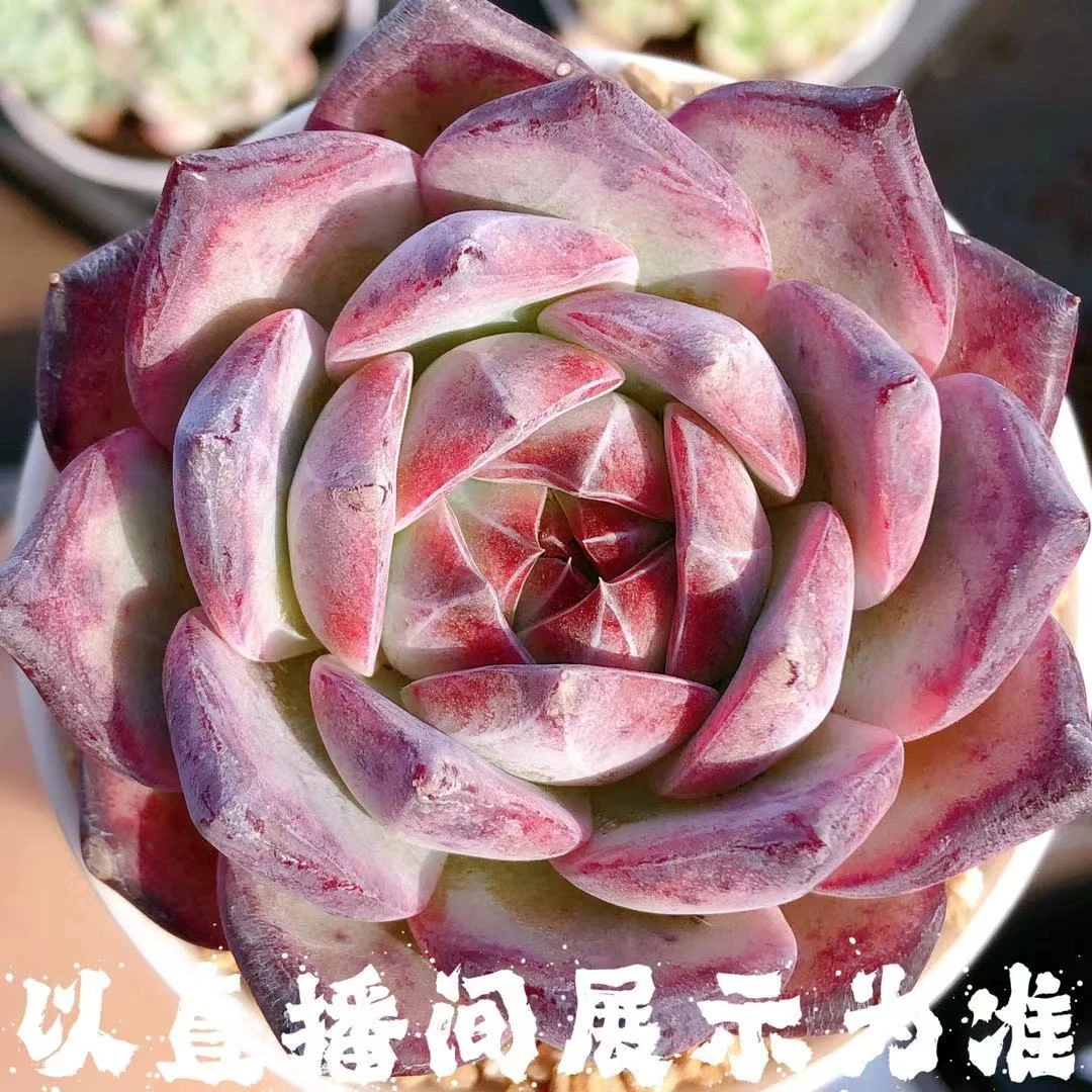 多肉植物   拉糖母本单头一颗（尺寸5-6左右）全场满28包邮除偏远