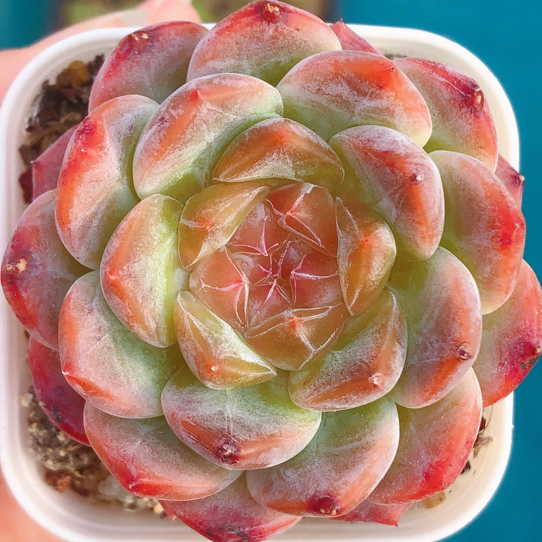 多肉植物   单头芳华一颗（尺寸4-5左右）满28包邮除偏远