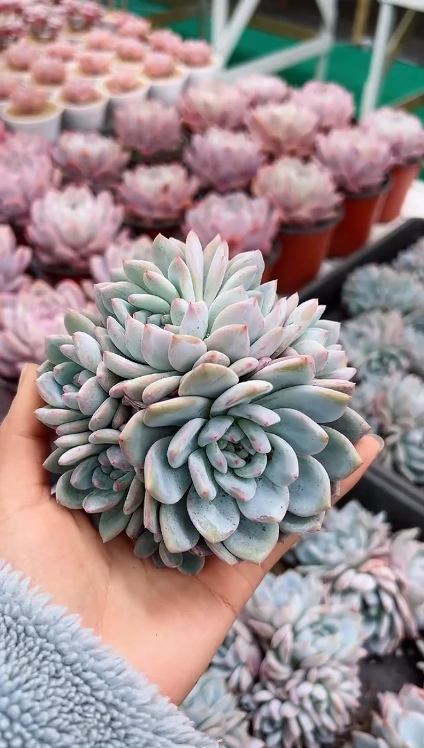 【闪购商品】星影母本六头手捧群一颗