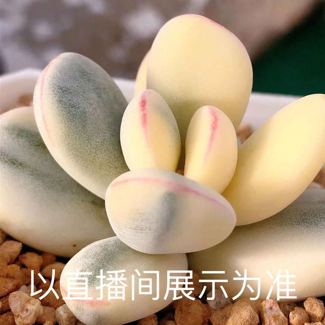 多肉植物   单头乒乓福娘锦一颗（叶展6左右） 全场28包邮除偏远
