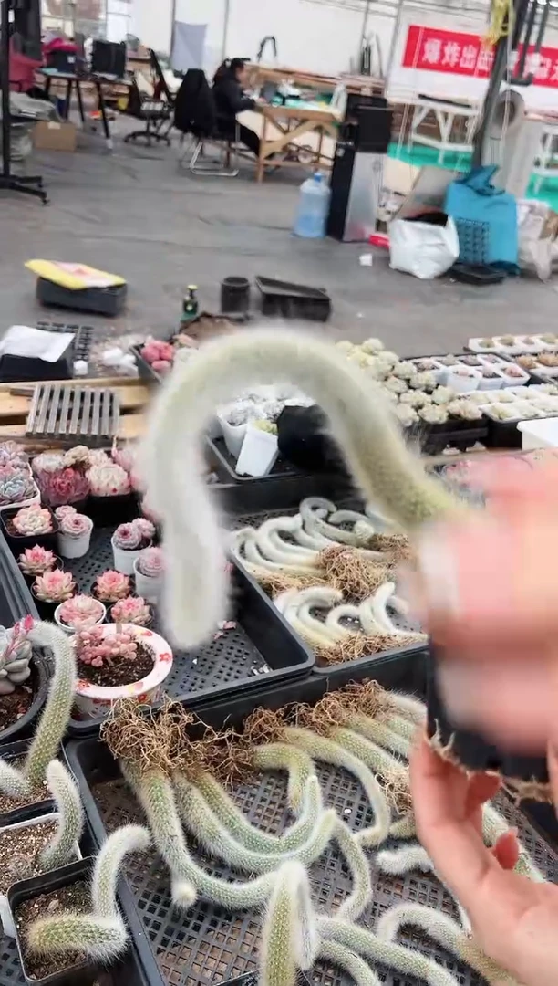 【闪购商品】九尾狐一根