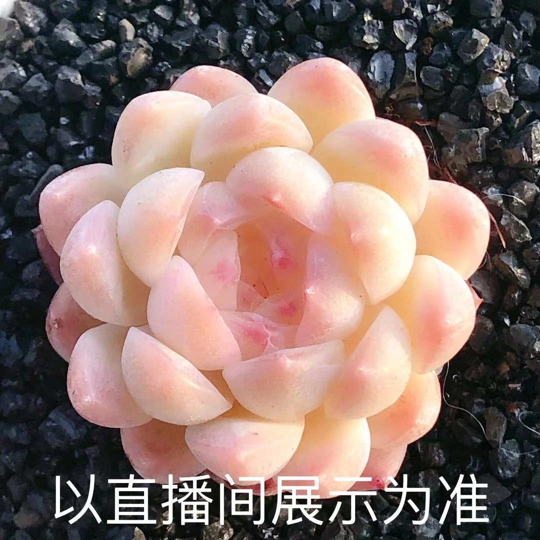 多肉植物 白桃汽水一颗(尺寸3左右)满28包邮