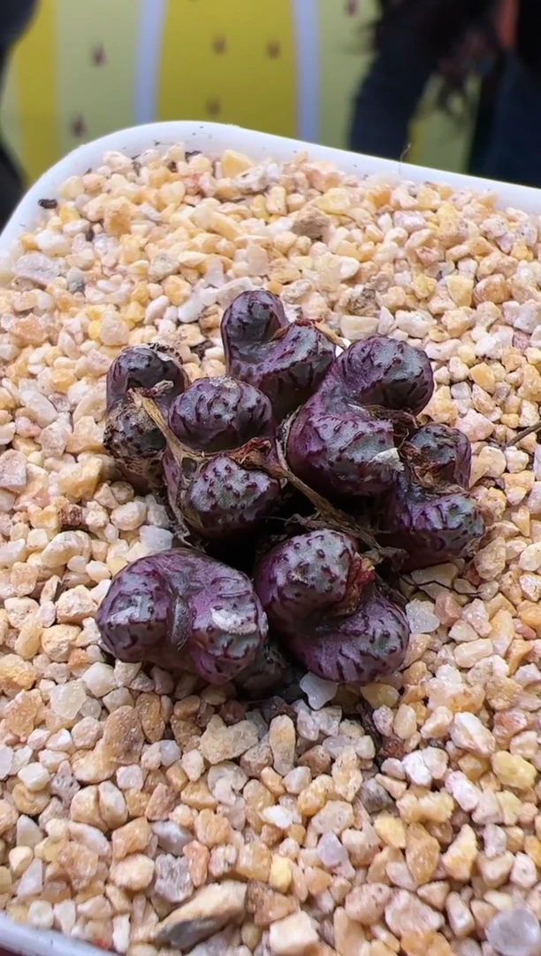 【闪购商品】2#小飞x铅笔画小群一颗