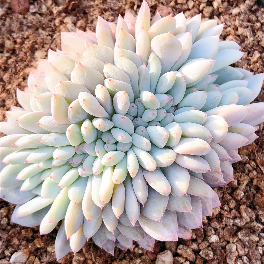 多肉植物   星影缀化一颗（尺寸9+）全场满28包邮除偏远