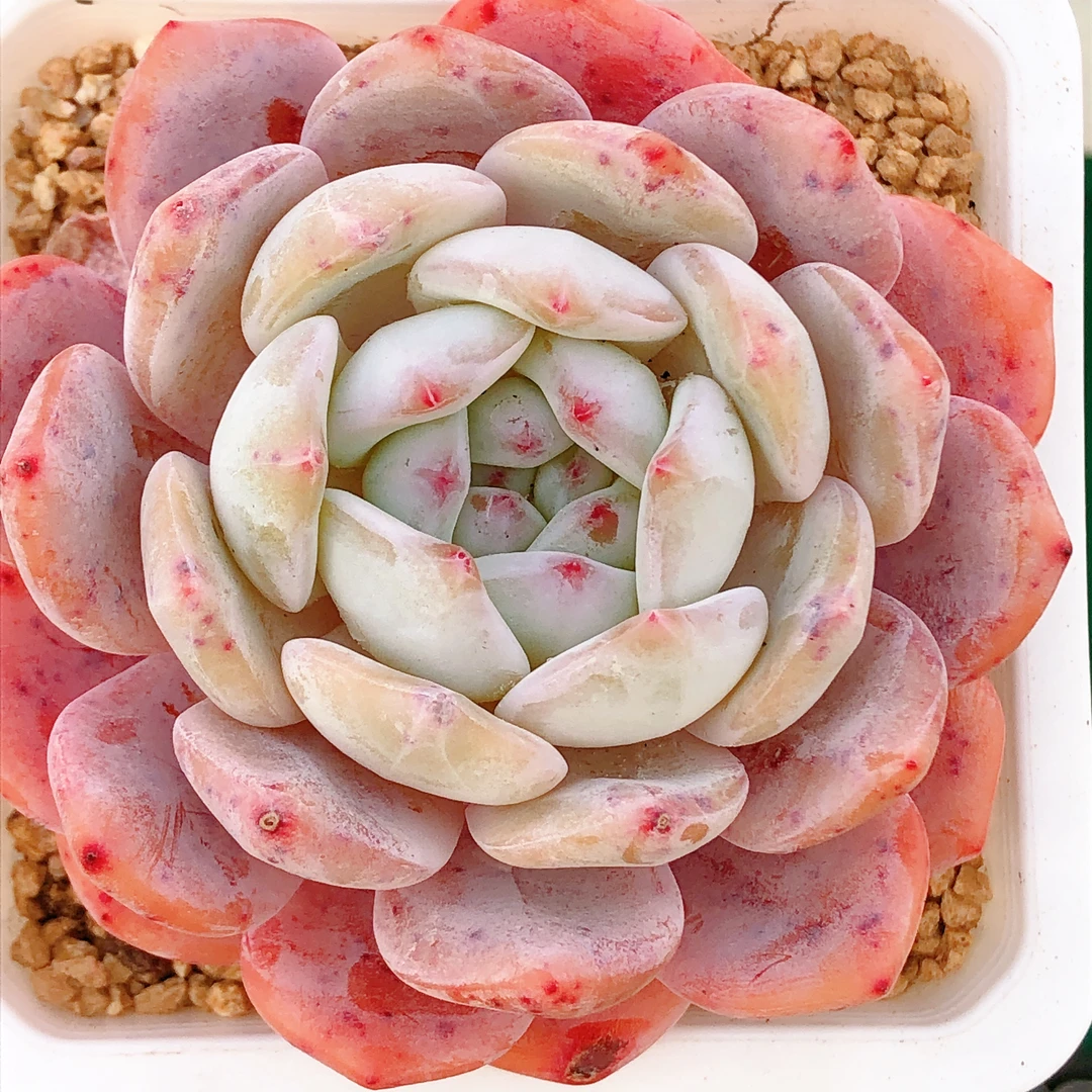 多肉植物  超大仙女橙一颗（尺寸8左右）满28包邮除偏