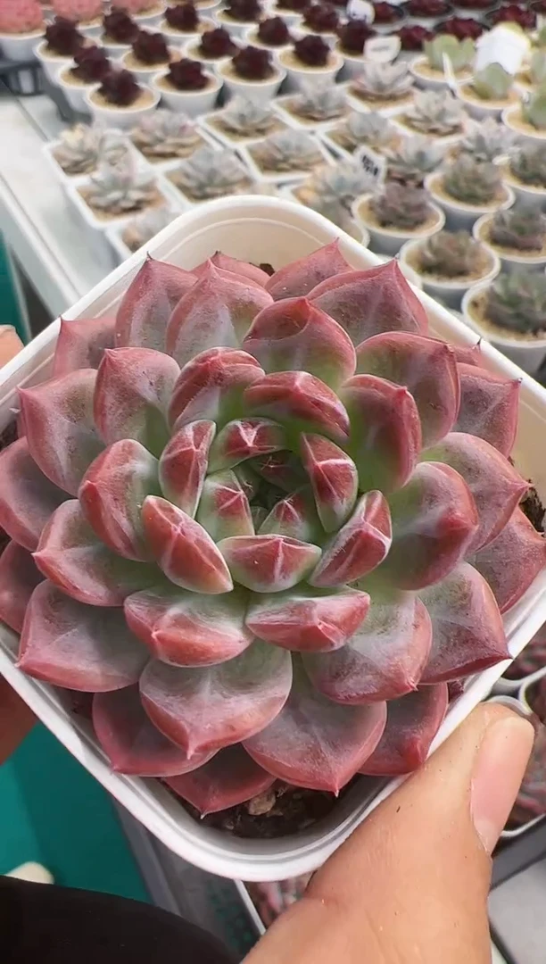 【闪购商品】糖心雪花一颗