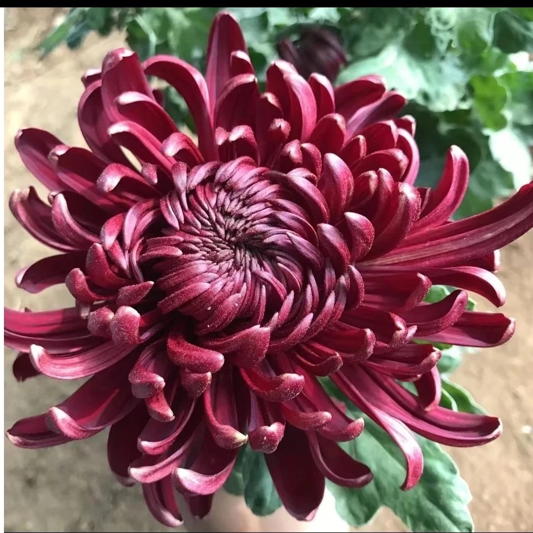 【墨菊】菊花深红色富贵色耐寒耐热阳台地栽庭院