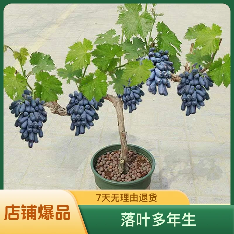 葡萄树苗北方抗寒阳光玫瑰葡萄苗当年结果盆栽庭院爬藤南北方种植