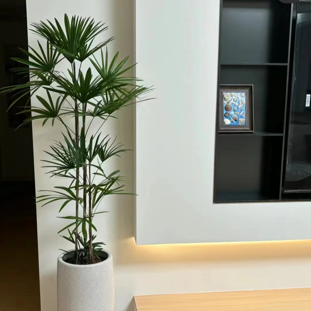 金山棕竹  网红国风绿植  室内盆栽  四季常绿 居家 办公种植