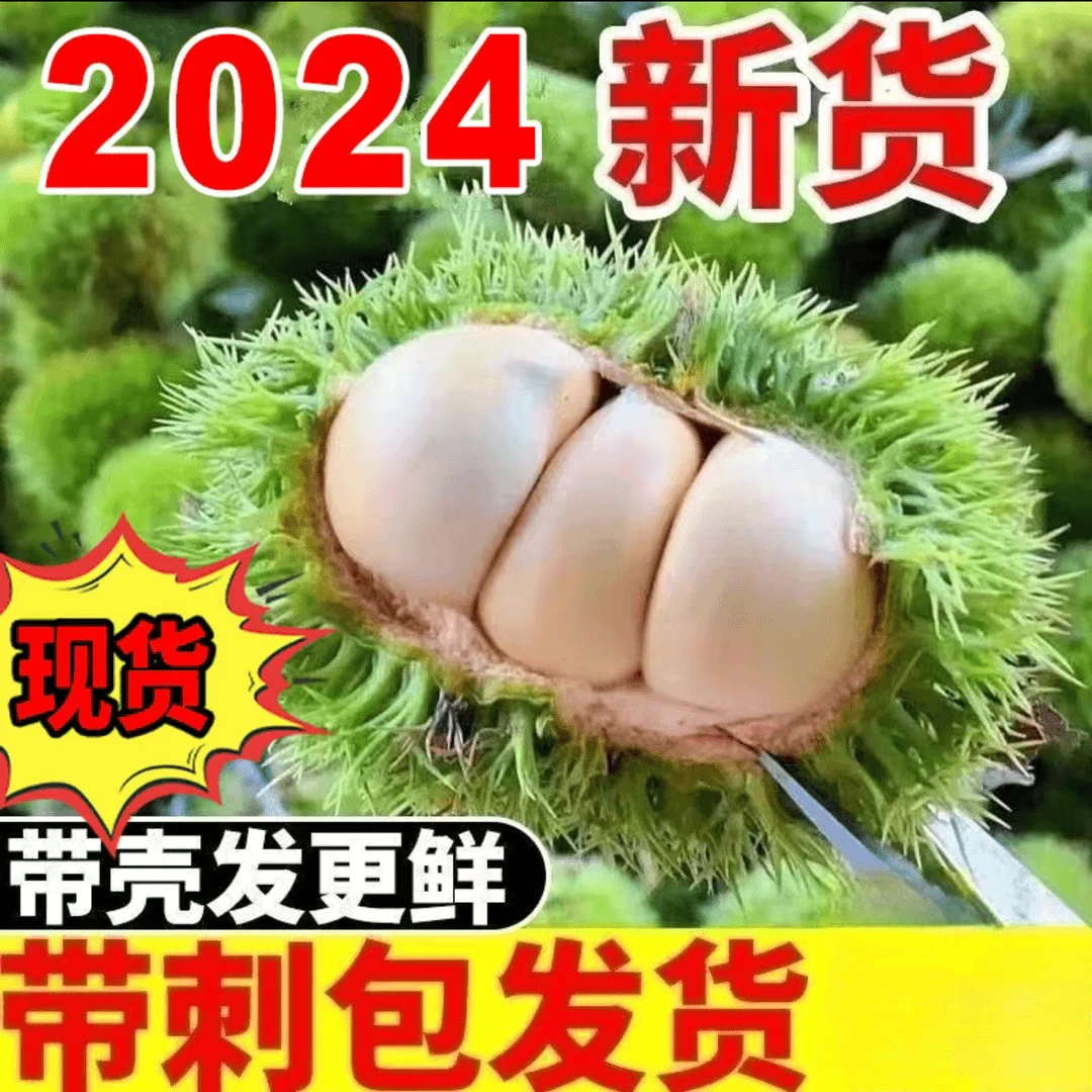 2024年新鲜板栗带刺球发货栗包毛球适合生吃脆甜包邮信阳本地板栗