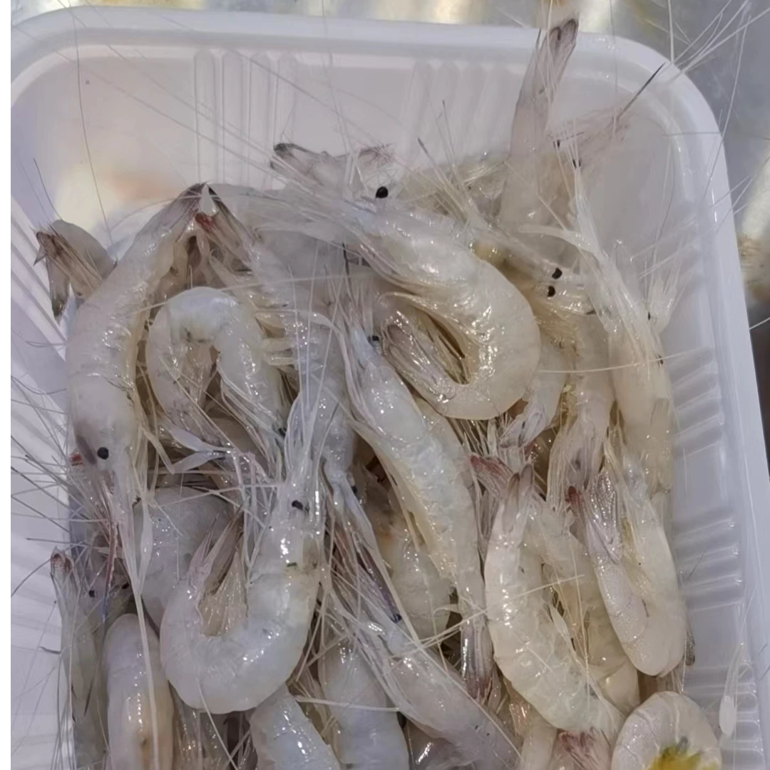 【直播福利】黄沙港白条虾苏北炝条虾