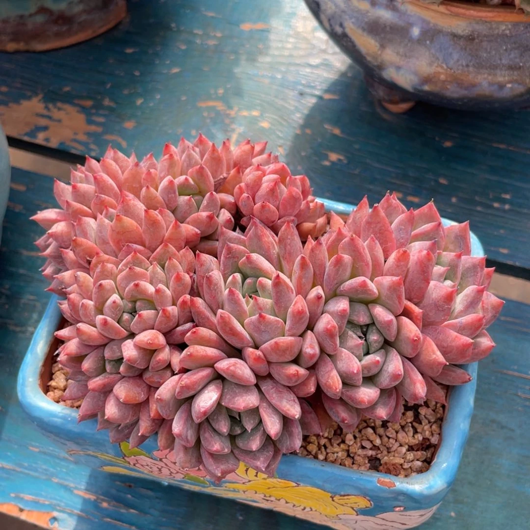 霜花朵朵缀化多肉植物