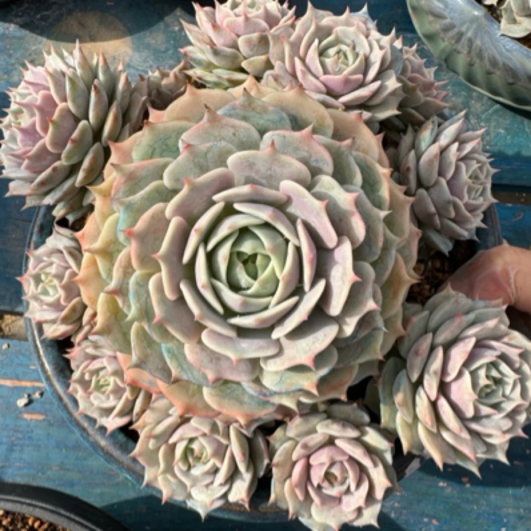 露娜莲群生整无砍多肉植物
