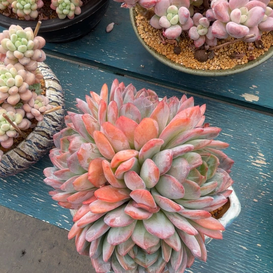 全明星群生多肉植物