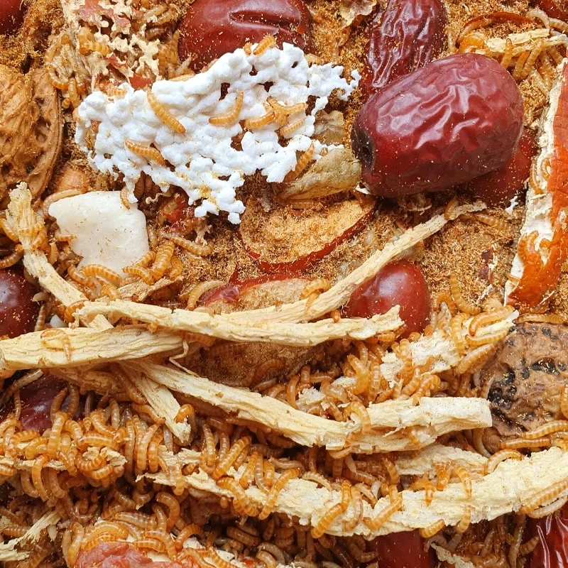 茂名特产 正宗九龙虫幼虫 养殖物料