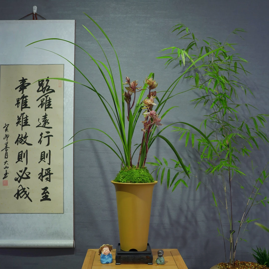 兰花[五福临门]带花苞浓香型带陶瓷盆种好